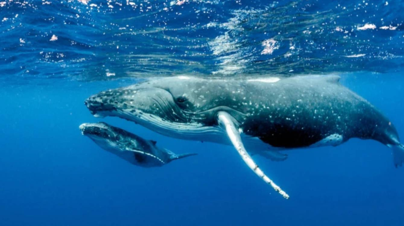 Dieser Tag, an dem ein Buckelwal eine Taucherin vor einem Tigerhai-Angriff rettete